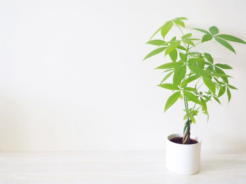 観葉植物